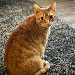 Meet your Posher, Lorelei